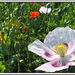 Máček (aneb "už nám to roste!")