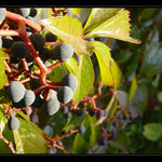 Přišel pan Podzim, přinesl psí víno