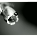 z našej záhrady / [1]