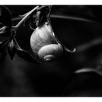 z našej záhrady / [2]