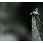 z našej záhrady / [3]