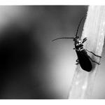  z našej záhrady / [4]