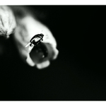 z našej záhrady / [5]