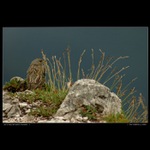 Jen si tady tak sedím a koukám...