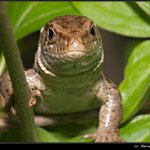 Sand Lizard (Lacerta agilis) [jasterica obycajna]