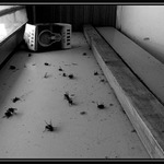 cintorín domácich zvieratiek