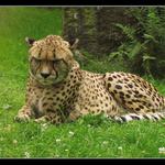 Nekoukej na mě a pomoz mi hledat čtyřlístky