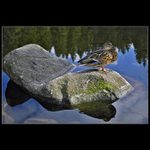 <b>Modelka z Vrbického plesa