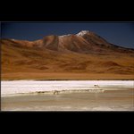 Bolivie - Salar, laguna s plamenakama III
