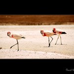 Bolivie - plameňáci v Altiplanu