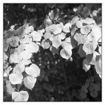 ...severočeská krajina...2