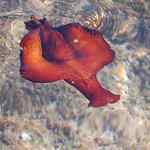 *E.T. mimozemšťan*