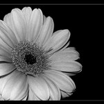 bez barvy ...