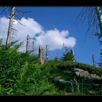 Jizerky - v pralese I