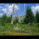 Jizerky - v pralese II