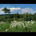 Jizerky - Klečové louky