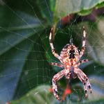 Můj první pavouček