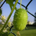 příroda se brání ...