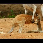 Říkám ti, že se tam už nevlezeš !