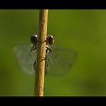 To neplatí, ona se dívá !