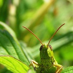 hele, čéče, nemáš trochu trávy??