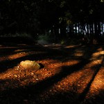 Morning Sun in the Forest