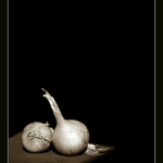 cibule
