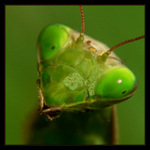 ...alien - samicka...