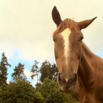 ucho sem, ucho tam...