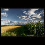 Cesta podél kukuřice