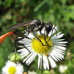 ...ammophila sabulosa...