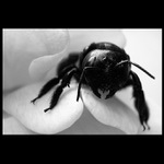 <b> Bzzzzzzzz.... <b>