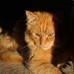 Menuju se Zrzi von Vrzi