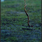 ..blátivá, chladná, mokrá, podzimní..