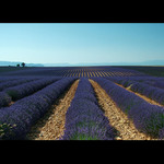 Levandulová Provence