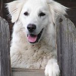 Haló pane budeme si hrát