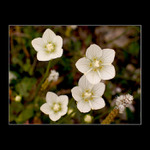 <b>..::květinka alpská::..</b>