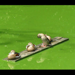 Když už nemůžem tak se svezem...