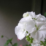 ...pelargonie v bílém...