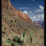 Indian Gardens - Grand Canyon