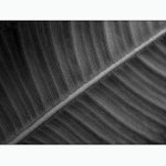 :: žíly života II ::