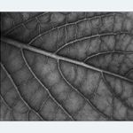 :: žíly života III ::