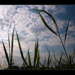 trávofka západofka