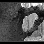 ..až se ucho utrhne....