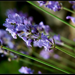 <b>...LEVANDULOVÁ...</b> <hr> <b>