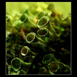 <b>...TRUMPETY...</b> <hr> <b>