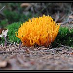 >>>Lesní kuřátka<<<