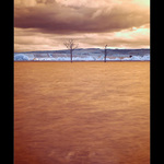 Stromy v poli vody (IR)