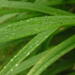 pár kapek po dešti