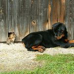 Big Brother sa pozerá...